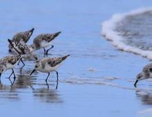 Sanderlings on Myrtle Beach in South Carolina